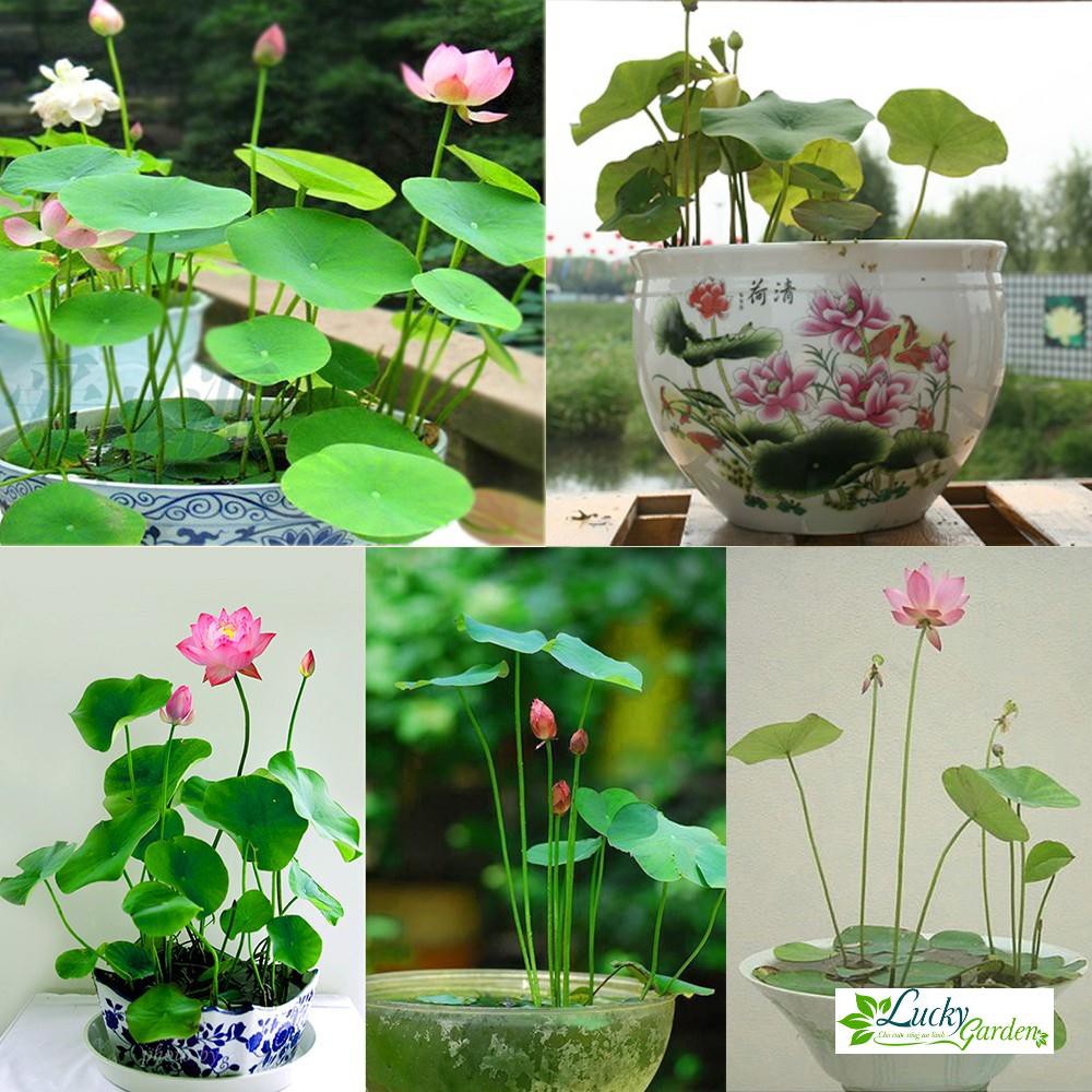 10 Hạt giống Sen nhật 10 màu  XTRA TẶNG KÈM PHÂN VÀ KÍCH MẦM