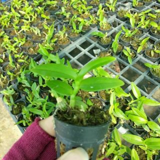 Trầm blue cây giống