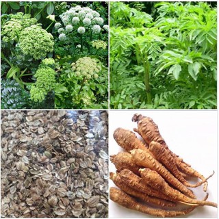 Hạt giống Cây Dược Liệu Bạch Chỉ -  Gói 50 hạt