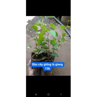 3 cây giống lá giang