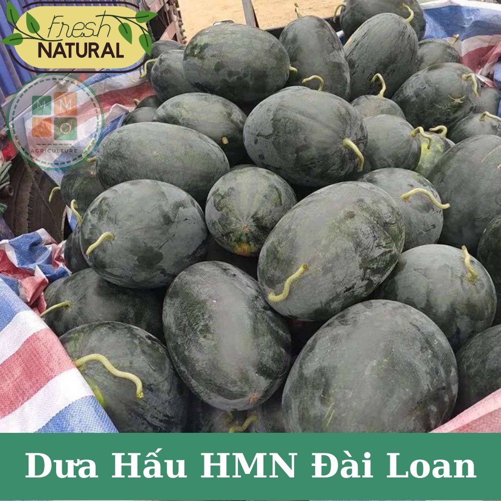 Hạt giống dưa hấu Hắc Mỹ Nhân Đài Loan