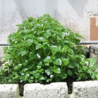 Hạt Giống Rau Càng Cua ( 0,5gr = 2000 hạt )