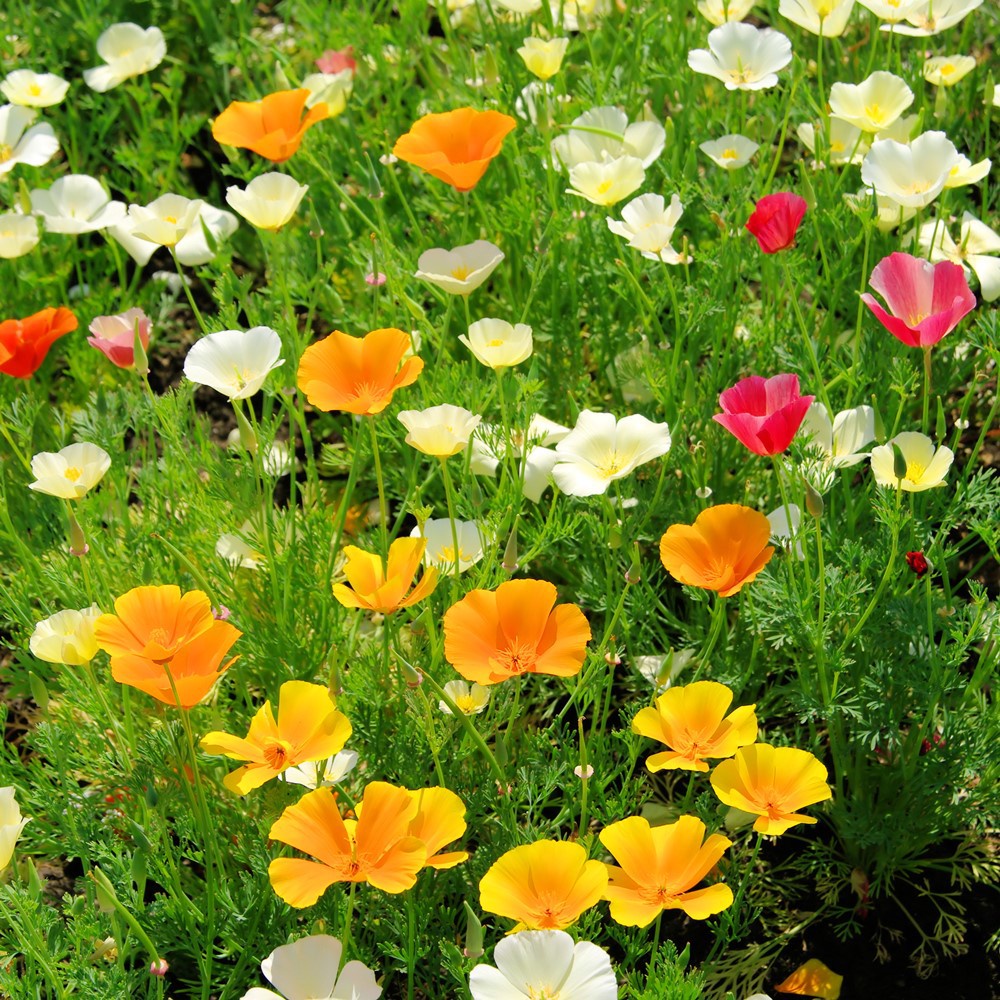 Hạt giống hoa poppy mix - 200 hạt  Seed Land