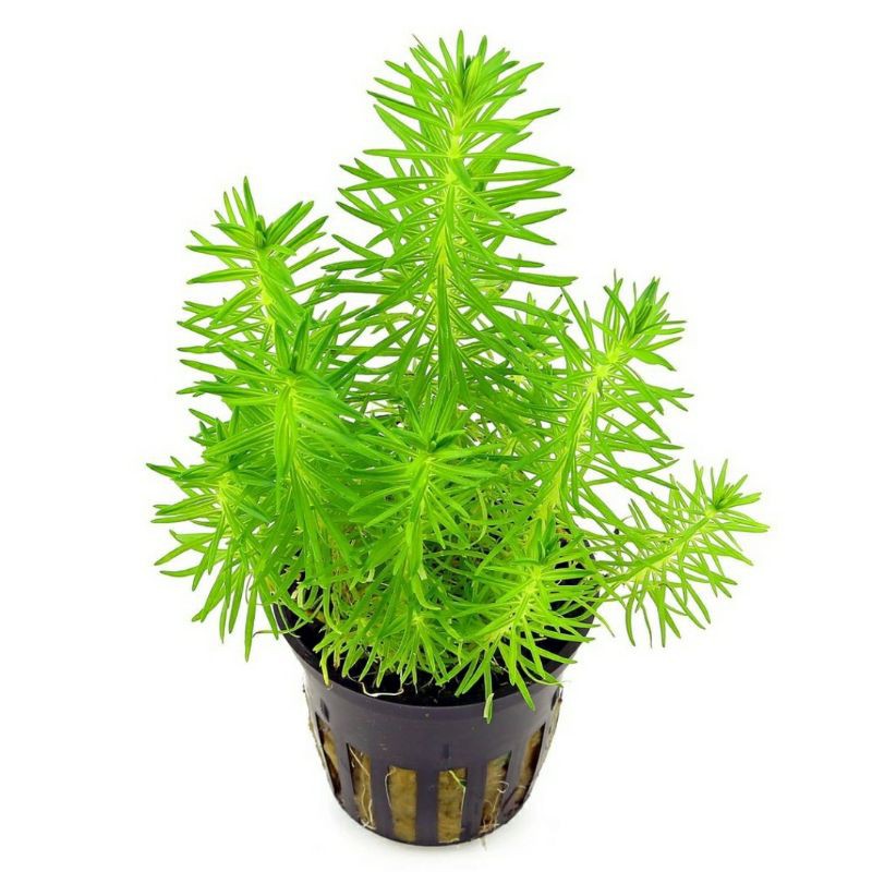 Cây Liễu Bông ( Bạc đầu bông ) cây thủy sinh.