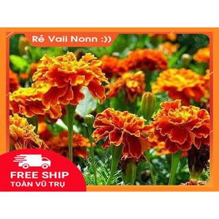 FLASH SALE Cúc vạn thọ pháp