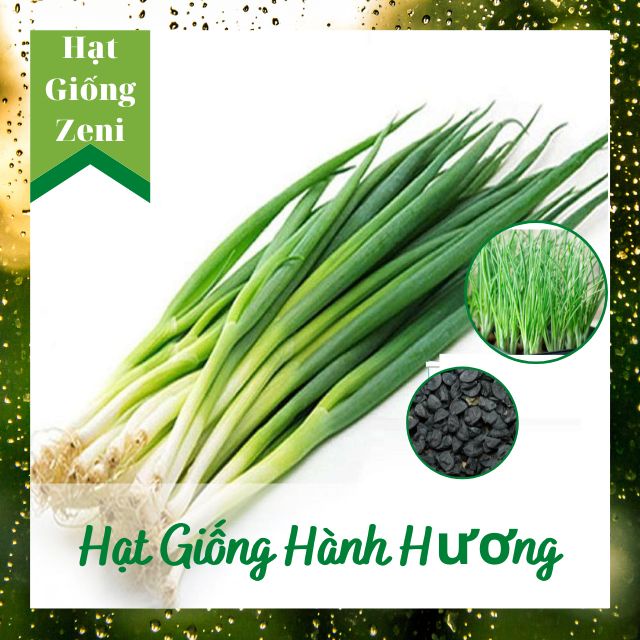 Hạt Giống Hành Hương Hành Lá ( Hành Hoa ) Cao Sản, Shop Hạt Giống Zeni ZN00024