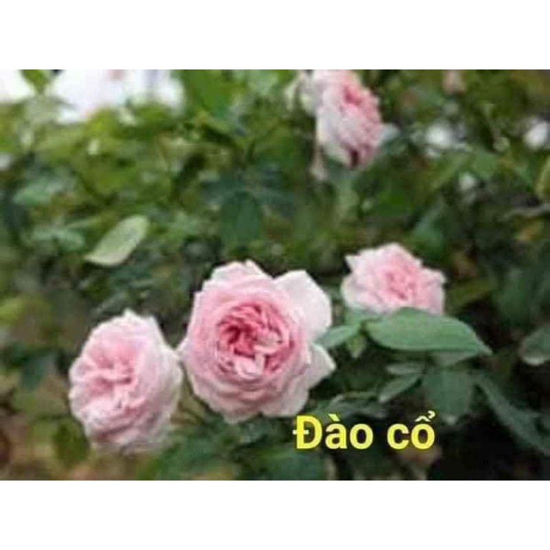 combo 10 cành chiết hồng cổ