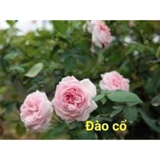 Combo 10 cành chiết hồng cổ