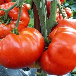 Hạt giống cà chua cam khổng lồ Thái Lan