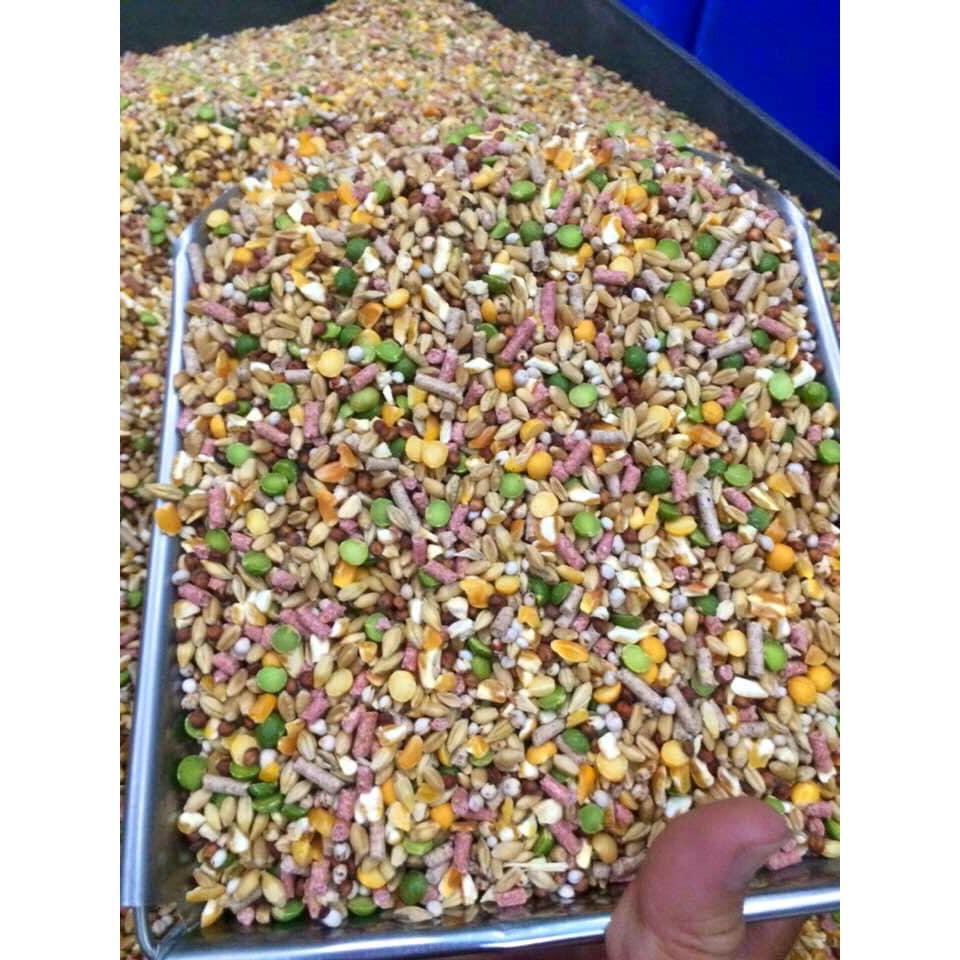 Ngũ cốc dinh dưỡng dành cho gà tơ, gà đá  - Thuốc Chiến Kê.