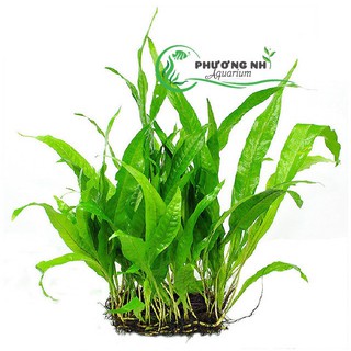 Dương xỉ Java