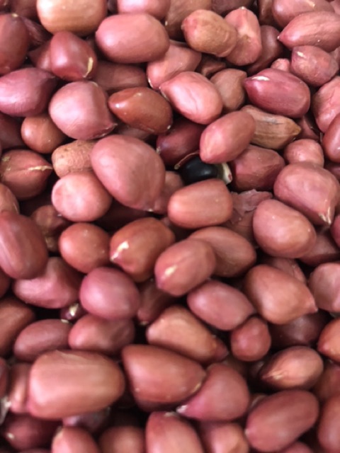 LẠC ĐỎ NGHỆ AN