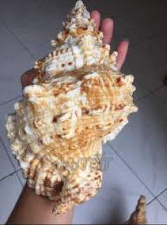 Vỏ ốc tù và gai( miễn phí vận chuyển)