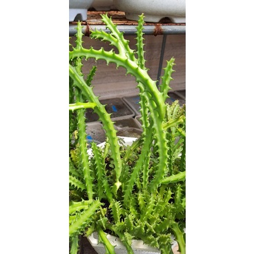 Sao biển hoa chùm Caralluma Crenulata