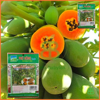 Hạt Giống Đu Đủ Lùn Ruột Đỏ 10H - Hạt Giống Đu Đủ Ruột Đỏ Siêu Trái, Dinh Dưỡng