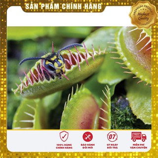 Hạt Giống Cây Bắt Côn Trùng - 5 hạt