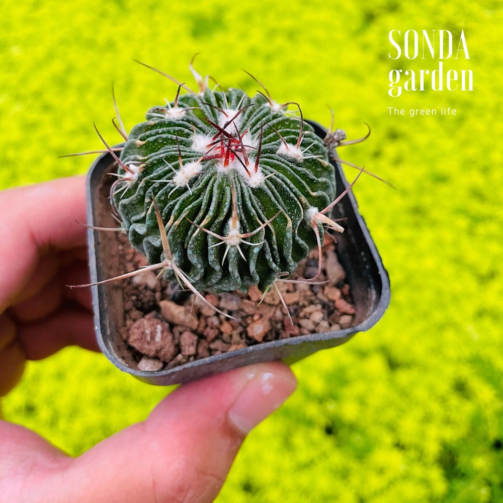Xương rồng trúc ngọc SONDA GARDEN size bé 4cm, cây cảnh trang trí nhà cửa, lỗi 1 đổi 1