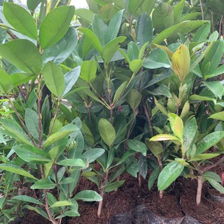 Cây giống cherry brazil (ảnh thật cây giống có sẵn tại vườn)