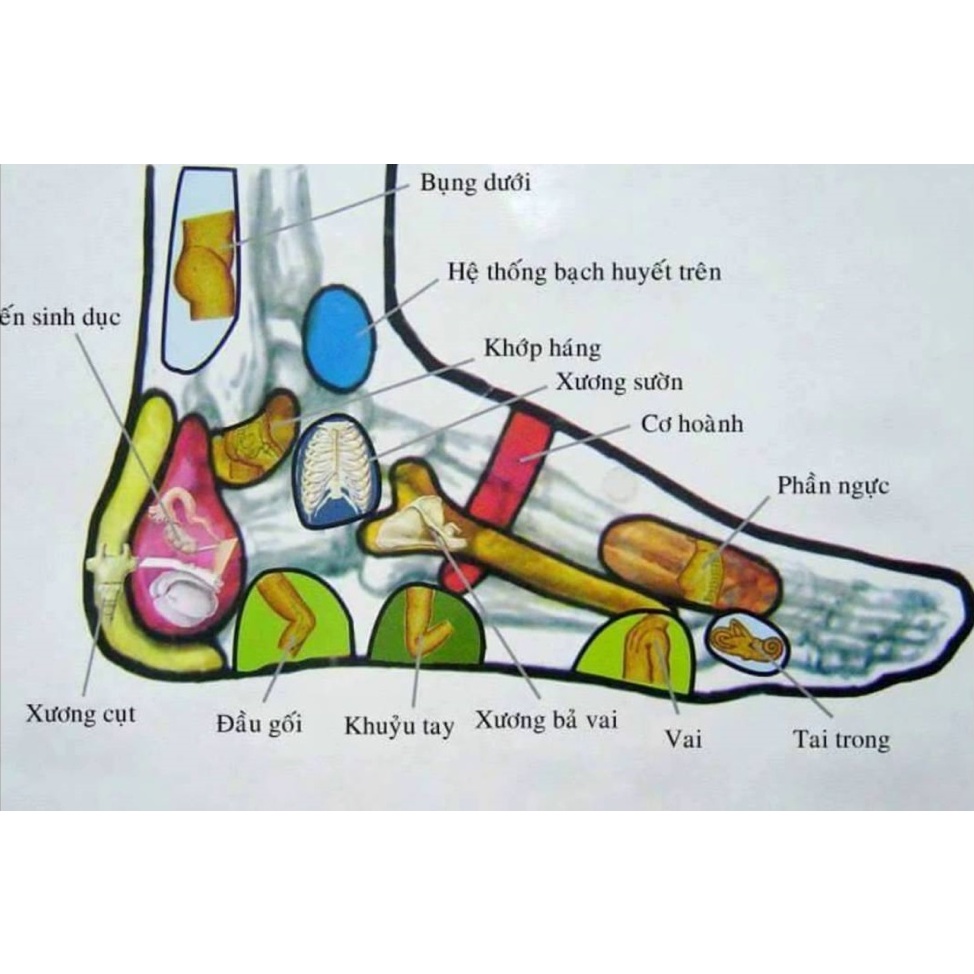 Dầu Cù Là Massage HUYỆT ĐẠO BÀN CHÂN NỘI ĐỊA Thái Lan