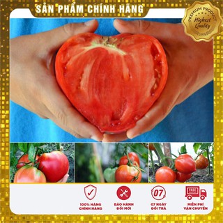 Hạt giống Cà chua Trái Tim( 30 hạt)