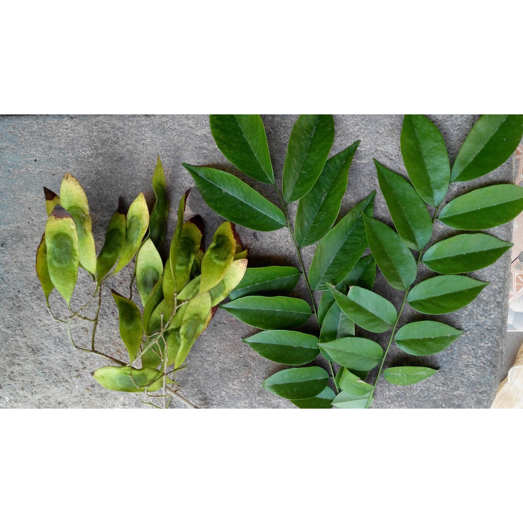 Hạt Giống Cây Sưa Đỏ