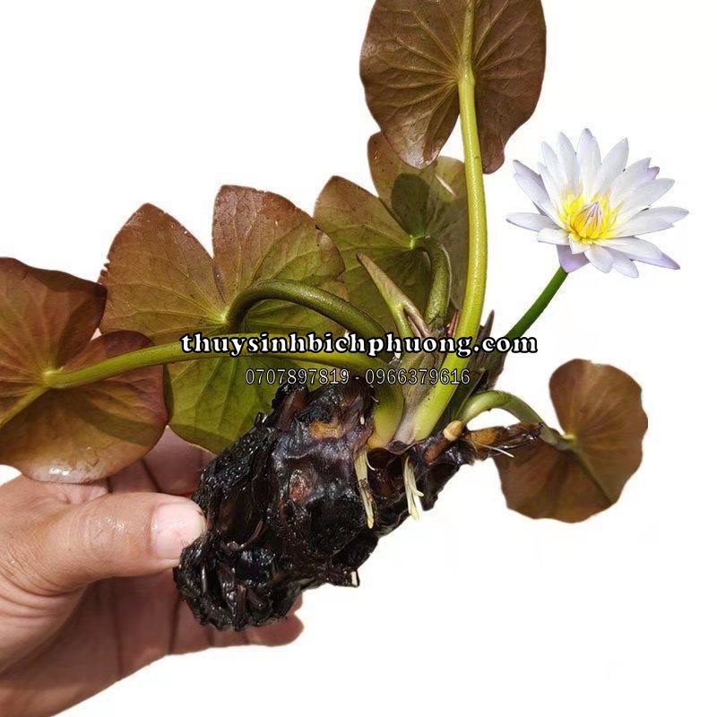 CỦ SÚNG/ CỦ SEN THÁI ĐỎ DỄ TRỒNG SIÊU ĐẸP