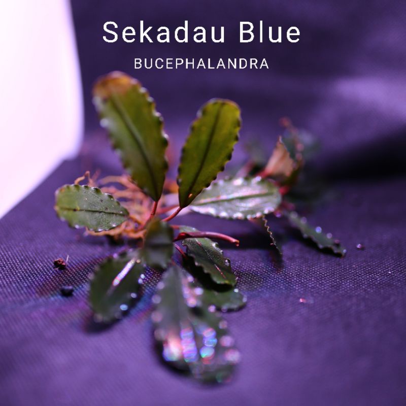 Sekadau Blue | Cây thủy sinh siêu tím đỏ | Hàng ngọn | lá cạn