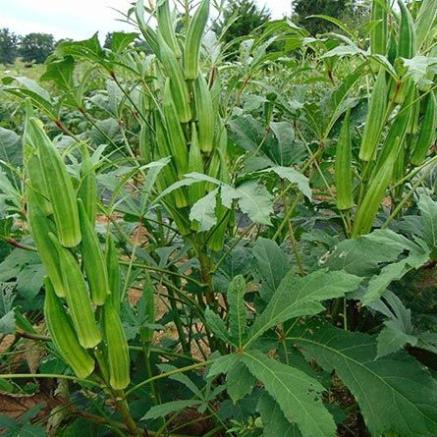 Hạt giống đậu bắp xanh cảo sản thái lan