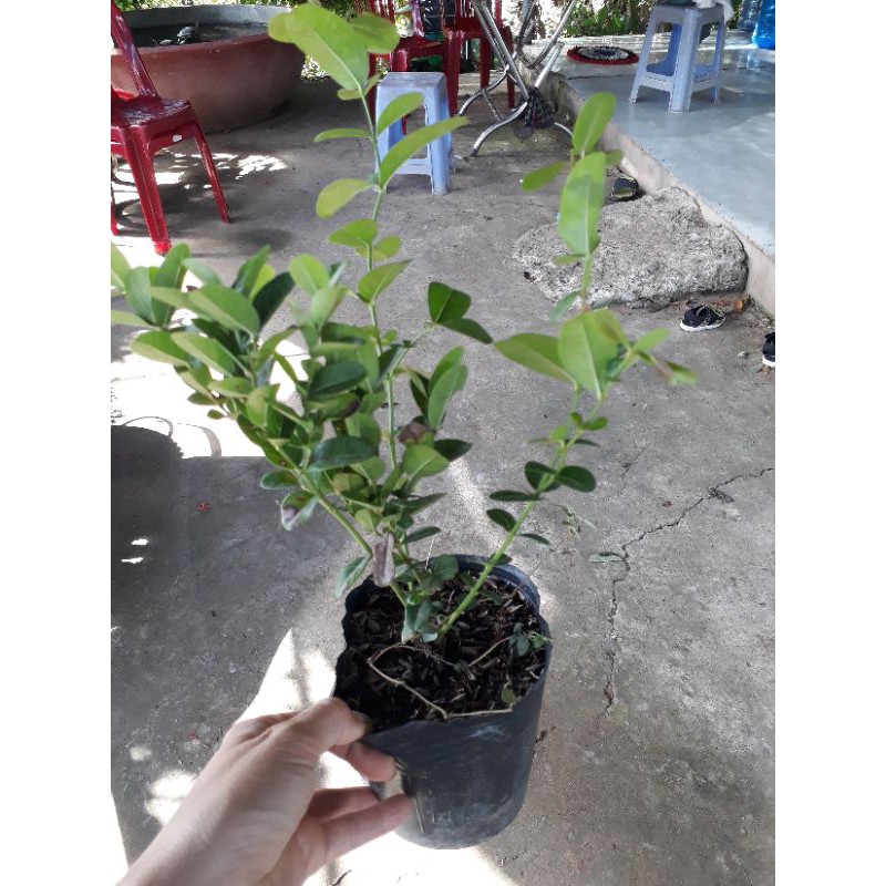 Cây giống siro