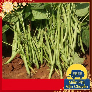 Hạt Giống Đậu Cove Lùn