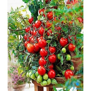 Hạt giống Cà Chua bi (Cherry) Mix