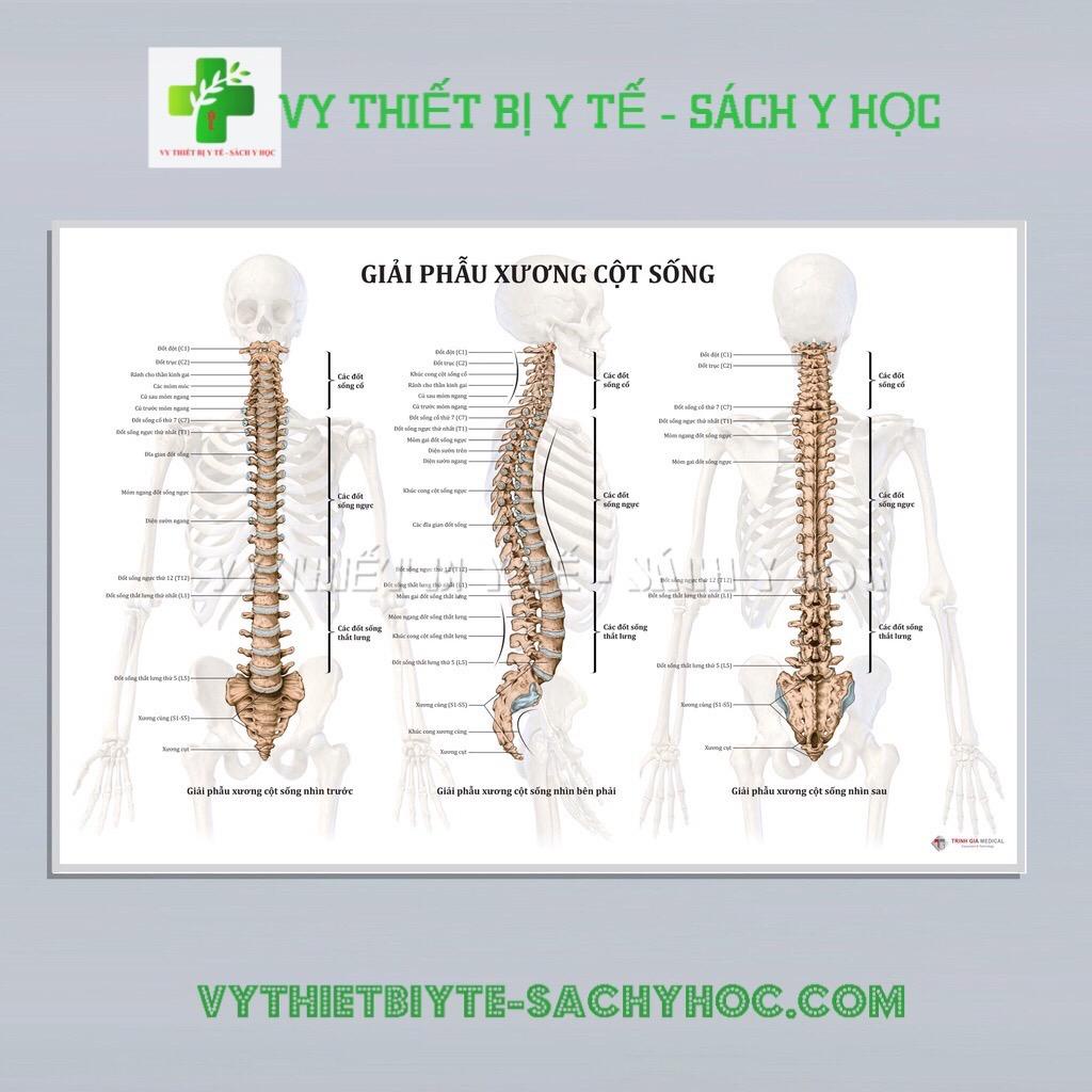 Tranh giải phẫu Xương cột sống