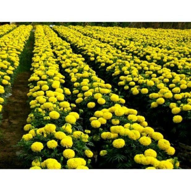 Hạt Giống Hoa Cúc Vạn Thọ Mỹ  - MUA 3 TẶNG 1 CÙNG LOẠI