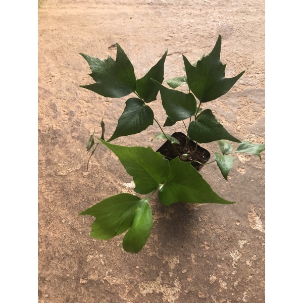 Chậu cứng Dương xỉ đuôi cá