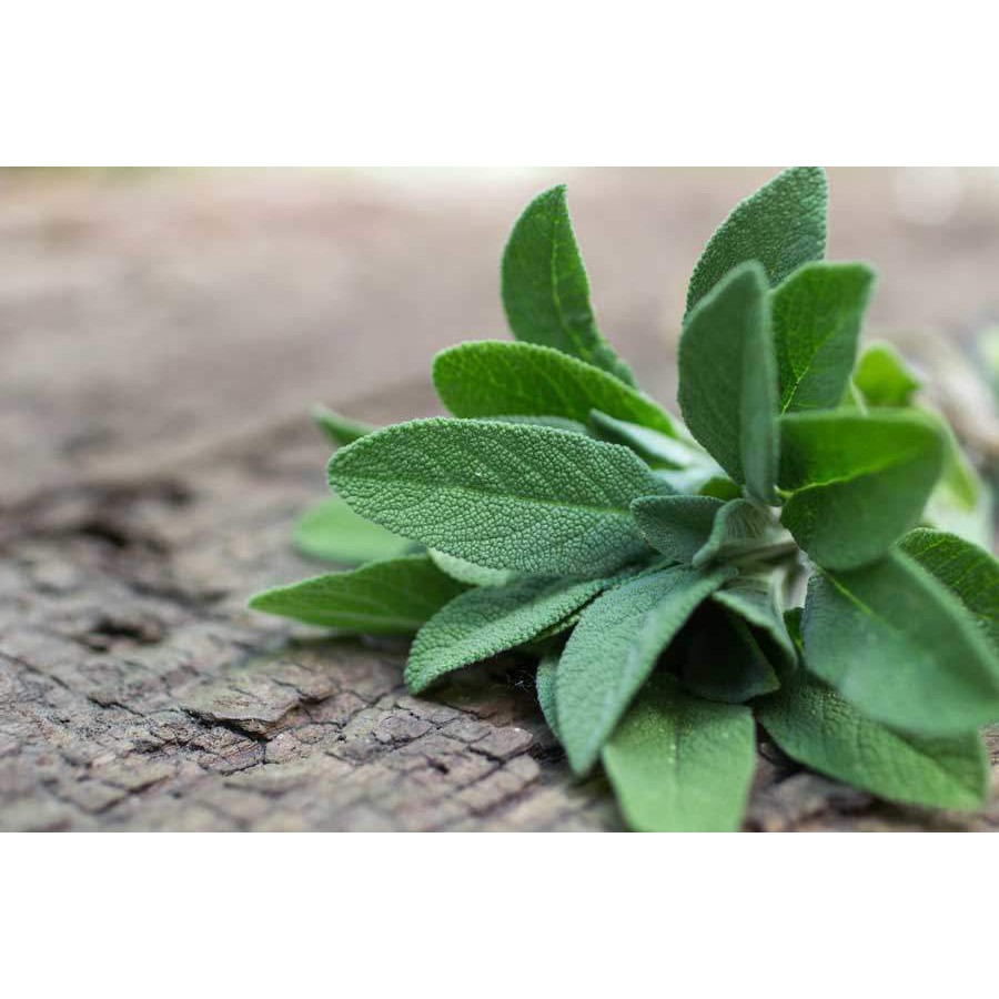 Gói 20  hạt giống Xô Thơm Sage