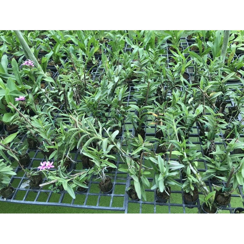 Epi size cây giống.