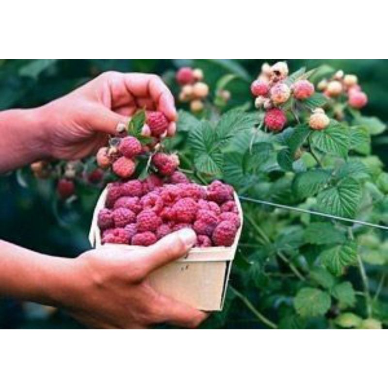 Giống Mâm Xôi Tứ Quý
