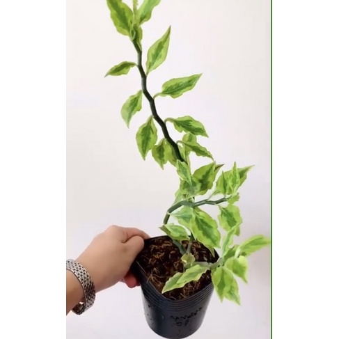 Cây thuốc dấu / cây Hồng tước san hô