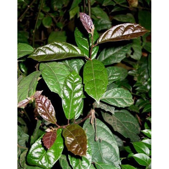 xạ đen khô 1kg