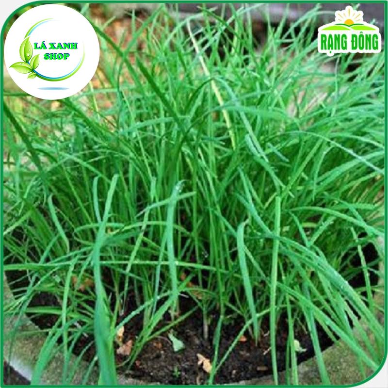 Hạt giống Hẹ Lá Trồng Quanh Năm, Sinh Trưởng Tốt (gói 1 gram) - Hạt Giống Rạng Đông
