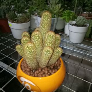 Xương Rồng Mạng Nhện (Size Lớn)
