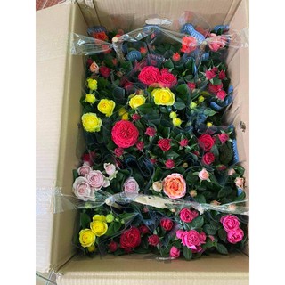 Chậu Hoa Hồng Tezza Vàng (Hoa Tết)