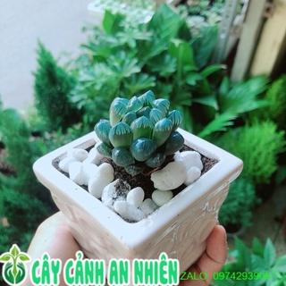 Chậu Cây Kim Cương Xanh Dương