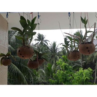 Chậu gáo dừa có hoa văn