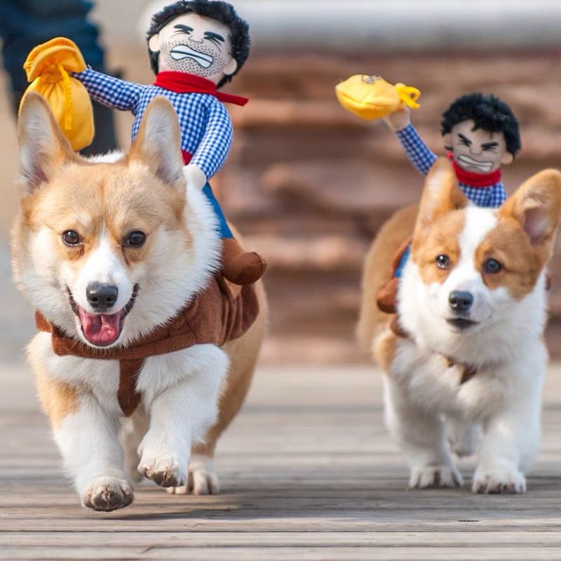 Bộ Đồ HóA Trang HiệP Sĩ Corgi Cho Thú Cưng