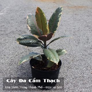 Cây Đa Cẩm Thạch, đa búp đỏ cẩm thạch