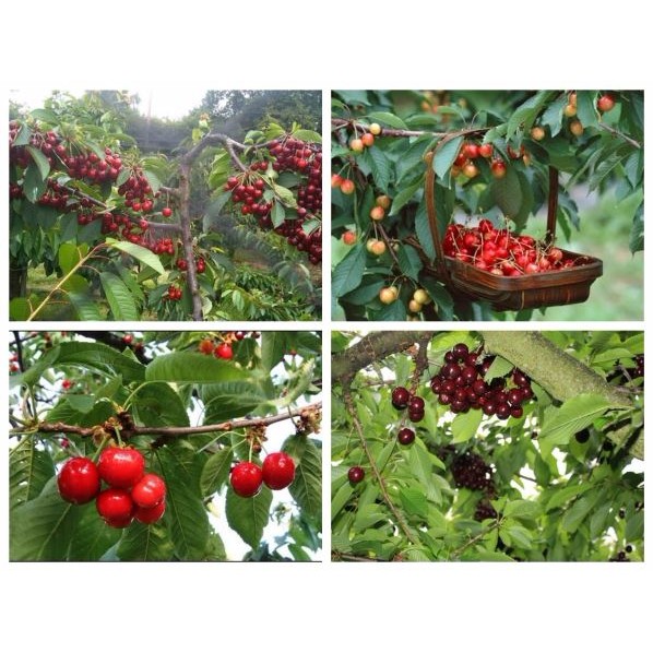 Hạt Giống Cherry Nhiệt Đới