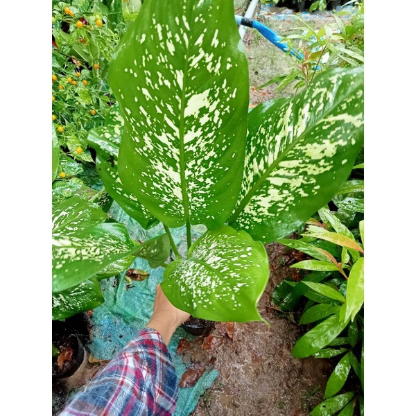 Cây Vạn Niên Thanh🌴 Giá cực rẻ..GIÁ BÁN CẢ CHẬU ĐẤT ☘️