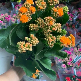 Cây sống đời kép nhiều màu