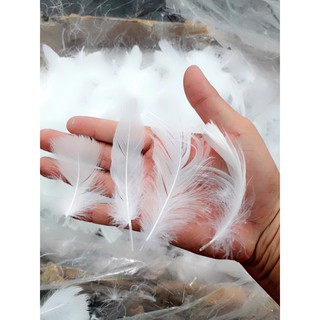 25k / bịch / 200c [ lông gà giá sỉ 4 - 18cm ]
